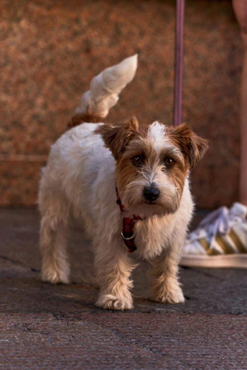 犬のトリミング